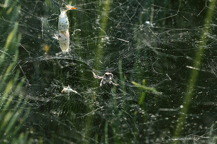 Cyrtophora citricola - Taggia (IM)